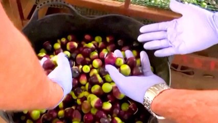 Stolen Olives? Spanish Police Seize Thousands of Tons of Them in Seville