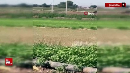 Şanlıurfa'da trafik polisi tarlada traktör kovaladı