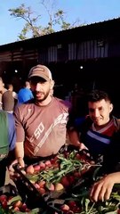 الخوخ يتراجع أكثر بأسواق الجملة.