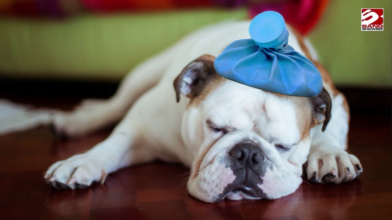 Viele Briten melden sich krank, um ihre Hunde zu pflegen