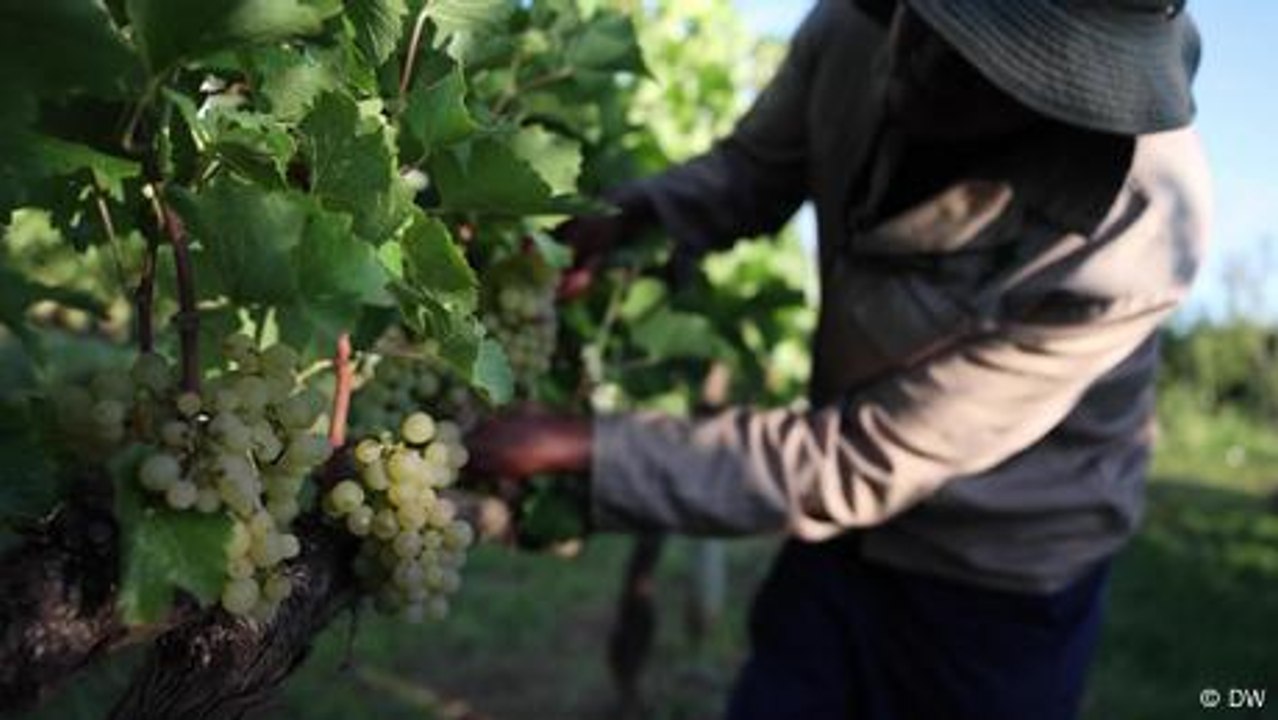 Are Lesotho's altitude and steep slopes ideal for wine?