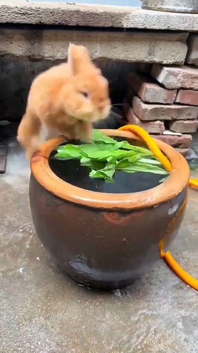 Bath Time Bunny