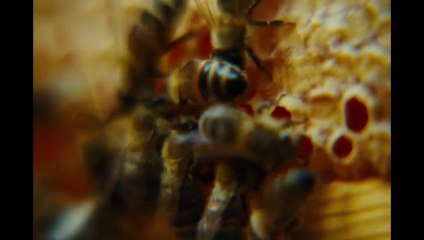 Bugonia Bande-annonce VF & VOSTFR – Découvrez le nouveau film captivant 🎬