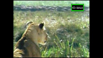 Leones: Manada en Peligro - Documental (1996) Español Latino *Rodolfo Rodas*