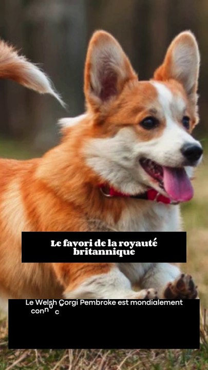 3 choses à savoir sur le Welsh Corgi Pembroke