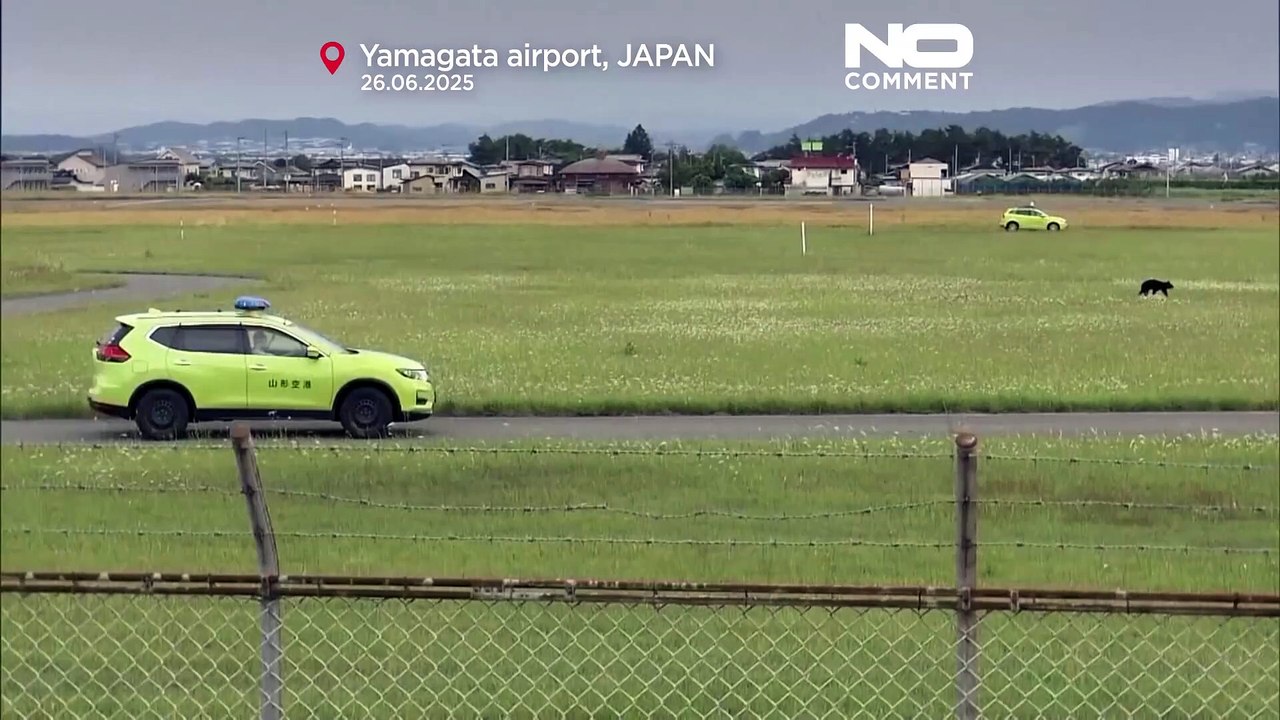 Bear disrupts flights at Yamagata Airport, forces runway closure