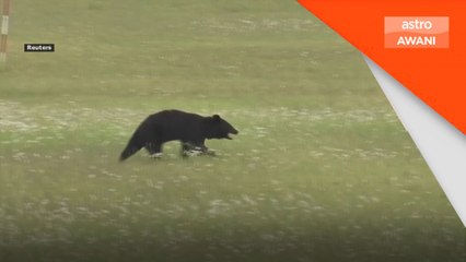 Seekor beruang 'check in' di lapangan terbang Yamagata,Jepun