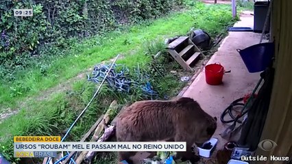 Ursos "roubam" mel e passam mal no Reino Unido