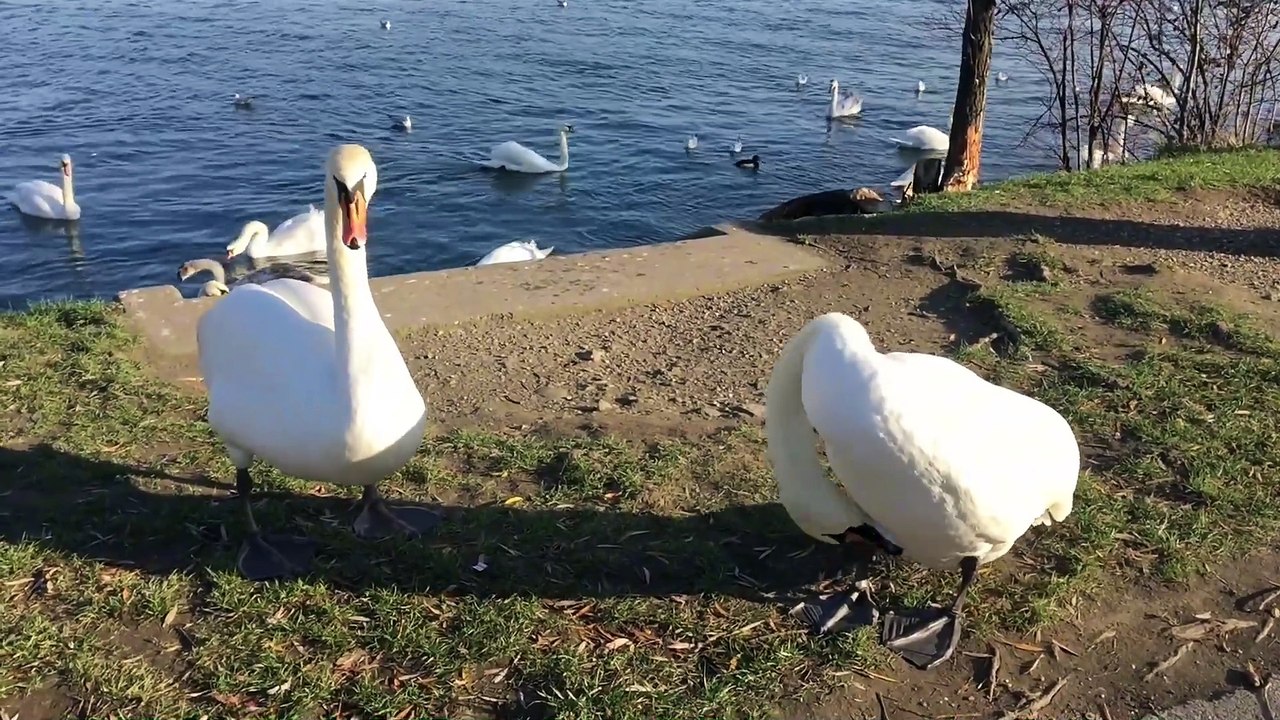 Os animais mais fofos do mundo  n•27
