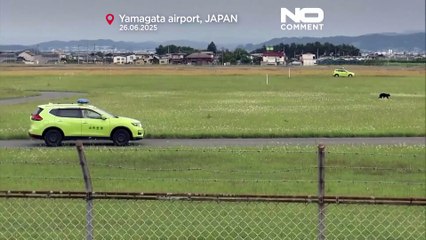 Niedźwiedź zakłóca loty na lotnisku Yamagata, wymusza zamknięcie pasa startowego