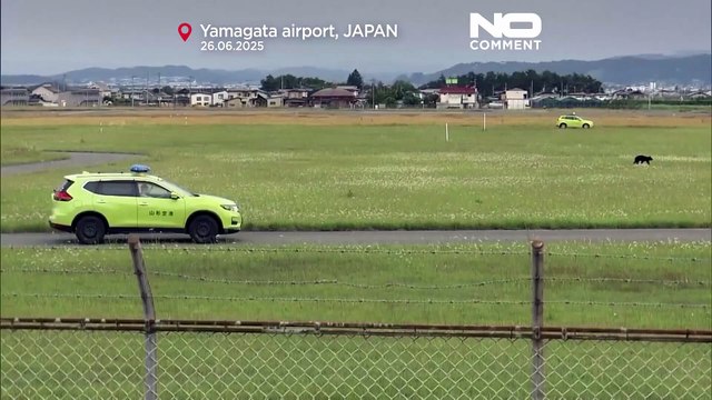 Un orso disturba i voli all'aeroporto di Yamagata e costringe alla chiusura della pista