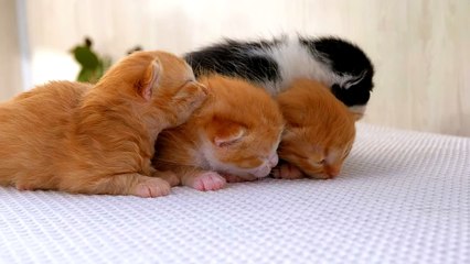 mixkit-newborn-fluffy-kittens-31978-hd-ready