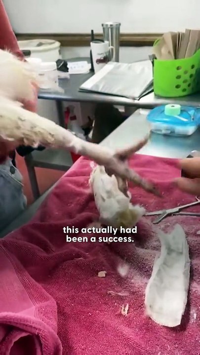 Chicken With Backwards Leg Learns To Run Again — She’s UNSTOPPABLE! ❤️‍🔥 | The Dodo Vibes