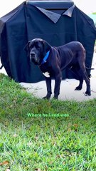 115-Pound Rescue Mastiff Brings His Stuffies Everywhere — Even on Walks! 😭❤️ | The Dodo Vibes