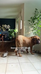 World’s Cutest Baby Primate Turns Into A Fluff Ball 🥹✨ | The Dodo Vibes