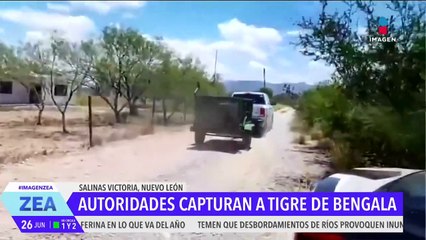 Capturan a un tigre en Salinas Victoria, Nuevo León