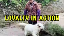 When a Dog Has More Kindness Than Most People