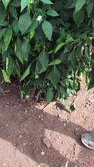 Kapya biber hasatı (Capia pepper harvest)