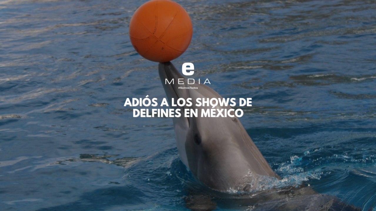 Cámara de Diputados aprueba 'Ley Mincho' contra shows de mamíferos marinos