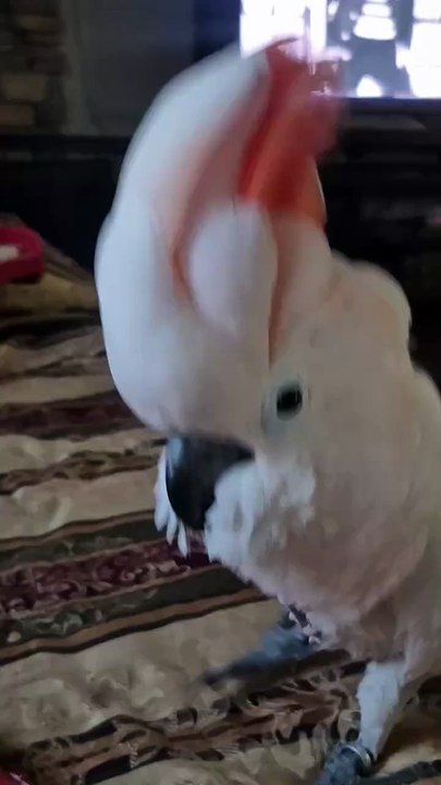 Parrot plays piano😂😂😂