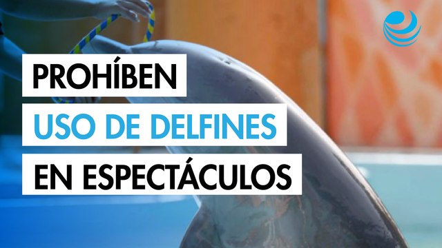 Diputados prohíben uso de delfines y mamíferos marinos en espectáculos; pasa al Ejecutivo