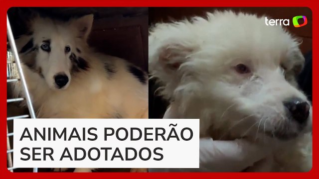 Dezenas de cachorros são resgatados em situação de maus-tratos em canil clandestino em SP