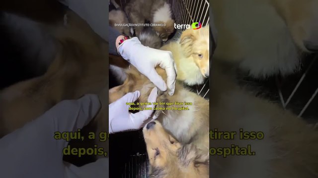 Dezenas de cachorros são resgatados em situação de maus-tratos em canil clandestino em SP #shorts