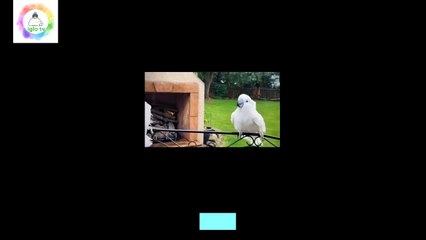 Hayko' nun Şarkısıyla Deliye Dönen Papağan