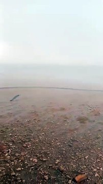 أمطار رعدية غزيرة جنوب ولاية تلمسان هذا المساء.