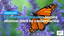 La mariposa monarca inspira alianzas para su conservación