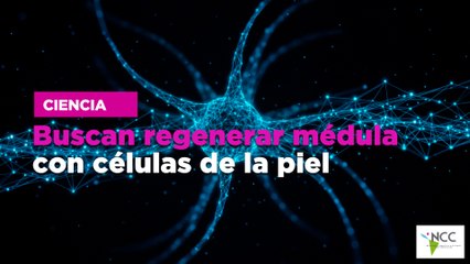 Buscan regenerar médula con células de la piel