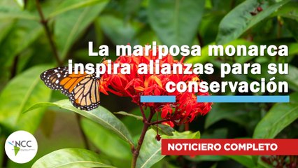 La mariposa monarca inspira alianzas para su conservación | 773 | 30 de junio al 06 de julio de 2025