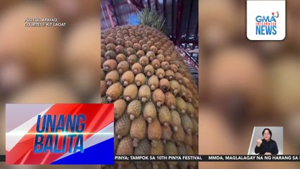 Higanteng pinya, binuo gamit ang 2,823 na pinya; tampok sa 10th Pinya Festival | Unang Balita
