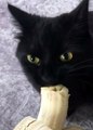 Cute black cat eating banana🐈‍⬛