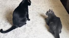 Cats Playing🐈‍⬛🥹❤️❤️❤️