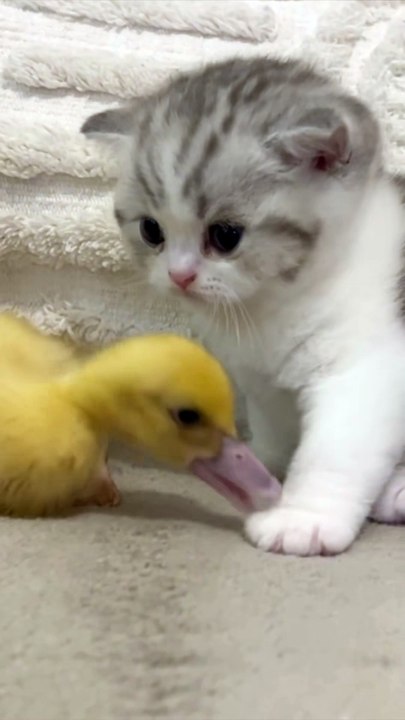 Little one caaaaat🥺❤️❤️❤️❤️❤️❤️❤️ #kitten