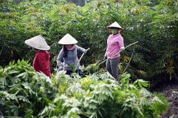 Cassava new varieties trial plots in Vietnam.