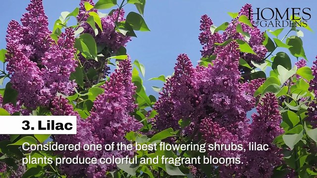 Shrubs For Scented Beautiful Boundaries