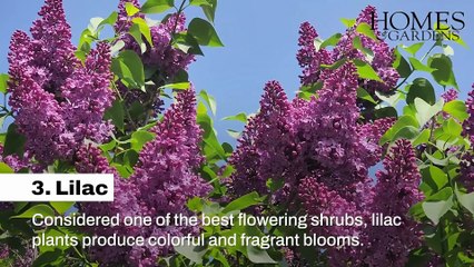 Shrubs For Scented Beautiful Boundaries