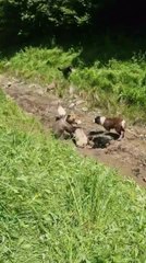 Shepherd and Dogs Rescue Sheep from Bear Attack