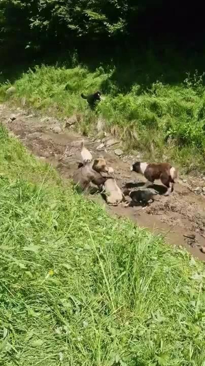 Shepherd and Dogs Rescue Sheep from Bear Attack