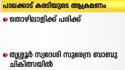 നെല്ലിയാമ്പതിയിൽ കരടി ആക്രമണം: തൊഴിലാളിക്ക് പരിക്ക്