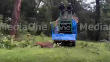 വാൽപ്പാറയിൽ പിടികൂടിയ നരഭോജി പുലിയെ കാട്ടിൽ തുറന്നു വിട്ടു