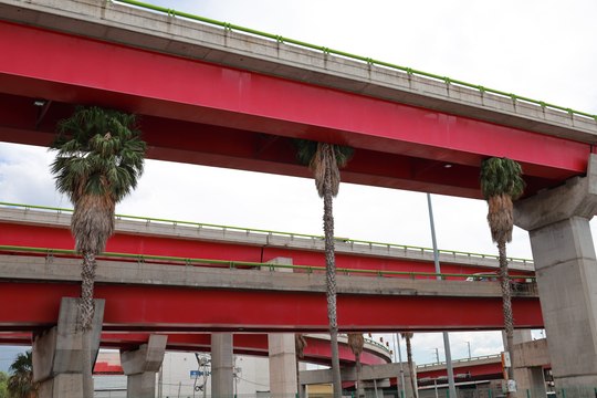 ¿Palmeras en Saltillo? No son la mejor opción para áreas verdes, advierte especialista ambiental