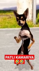 Animal funny videos. Animal Adventurers