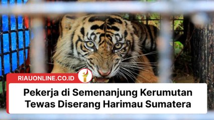 Pekerja di Semenanjung Kerumutan Tewas Diserang Harimau Sumatera