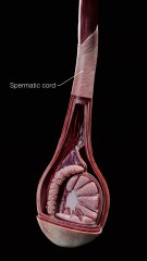 Exploration of Spermatic Cord & Male Reproductive Anatomy