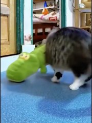 Non-Stop Animal Fun – Cute & Crazy Moments