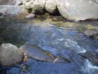 Petit coin de riviére en Martinique