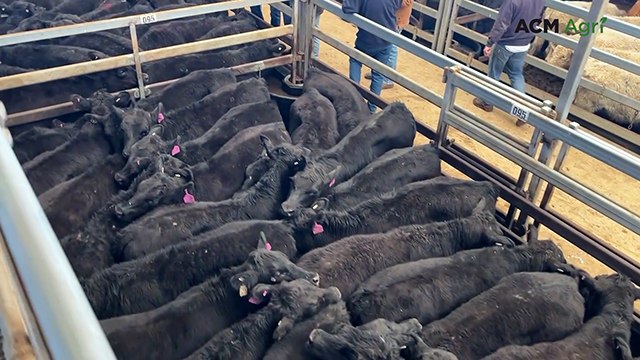 Dunoon Angus blood steers at Tamworth